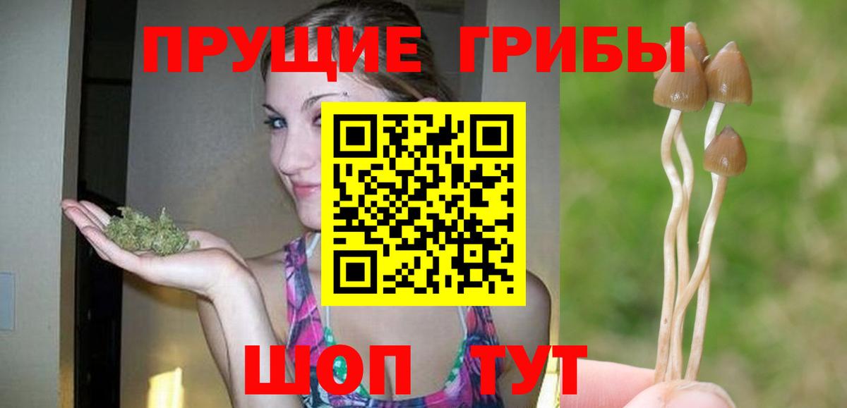 Галлюциногенные грибы Psilocybe Качканар